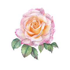 Pink Rose watercolor painting