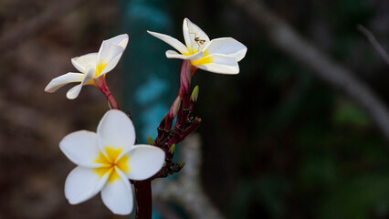 White flower and an ant mantis sitting on it