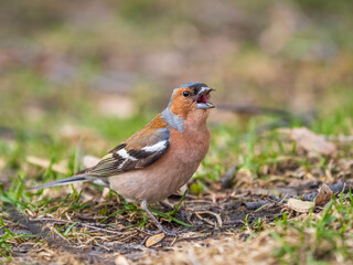 Common chaffinch, Fringilla coelebs, sits on a green lawn in spring. Common chaffinch in wildlife.