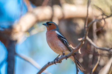 Common chaffinch, Fringilla coelebs, sits on a tree. Common chaffinch in wildlife.