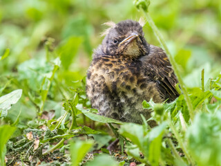 A fieldfare chick, Turdus pilaris, has left the nest and sitting on the spring lawn. A fieldfare...