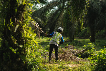 worker cleaning dead branch on palm oil plantation