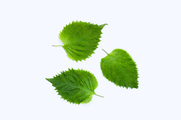 Green Shiso or oba leaves on white background. - obrazy, fototapety, plakaty