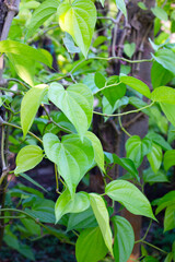 Green leaves of betel plant in the garden