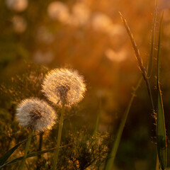 Two fluffy luminous round dandelions in the grass lit by the setting sun. Summer mood concept.