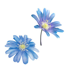 Watercolor Painting of Blue Flower