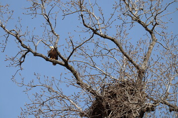 bald eagle and nest