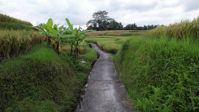 An indirect, curved concrete path lies in the rice paddies, camera move forward along the way. Small irrigation channel seen at left of track, grass grown borders of irregular rice fields around