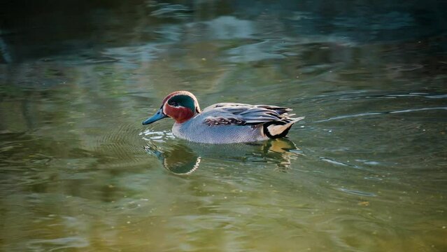 Male Eurasian teal duck swims in pond eating algae. Common teal or Eurasian green-winged teal paddling on a lake