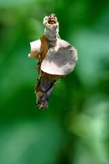 Bagworm in the Intag Valley, outside of Apuela, Ecuador