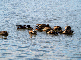 ぐるぐる回る鴨