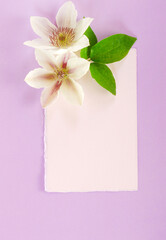flowers composition on purple background