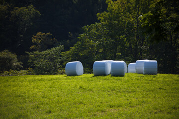 Pasture roll bathed in refreshing sunlight