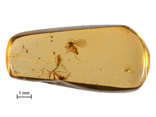 P1080699 99 million year old Burmese amber with drain fly, Palaeoparasycorax suppus, preserved within, isolated cECP 2023