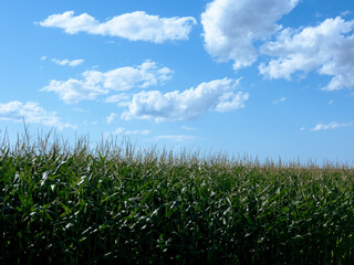 Corn field and blue sky