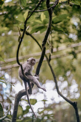 baby monkey in the tree in the forest