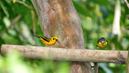 Golden tanager (Tangara arthus) at a bamboo feeder in the Intag Valley, outside of Apuela, Ecuador