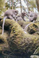 group of monkeys removing lince in the forest