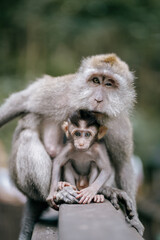 Naklejka na ściany i meble mother and baby monkey looking at the camera