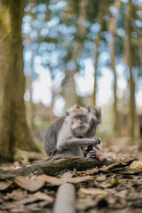 monkey eating vegetable in the forest