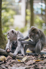 two monkeys removing lince in the forest