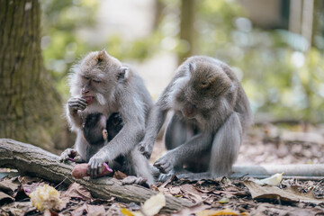 two monkeys eating vegetable in the forest