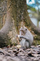 monkey eating vegetable in the forest