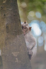 cute baby monkey in the tree