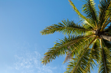 Obraz na płótnie Canvas Hawaiian Palm Tree in Morning Sunlight.