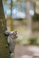 Obraz premium cute baby monkey in the tree