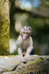 cute baby monkey in the forest 