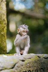 cute baby monkey in the forest 