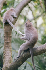 mother monkey holding baby monkey's tail