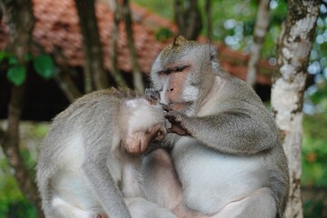 two monkeys taking lice in the forest