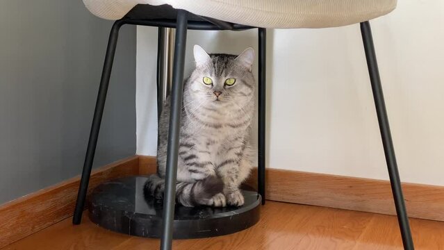 loving cat looking around under the wooden chair