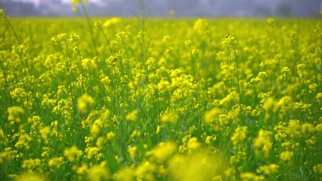 Bees are gathering honey from flowers in vast mustard fields