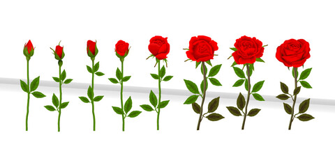 Collection red roses flower vector art design element