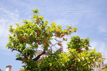 Fruit orange tree on a blue sky background