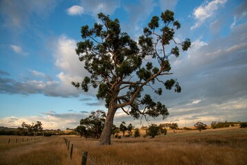 Fototapeta premium tree in field paddock fence rural