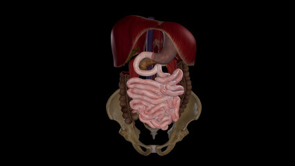 Medical Illustration of Small Intestine - Anterior View.3d rendering