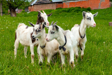 Fototapeta premium Goats on family farm. Herd of goats playing. Goat with her cubs on the farm. Family of a mother and her children