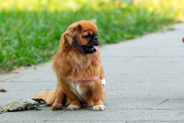 Funny pekingese dog sitting in the garden.