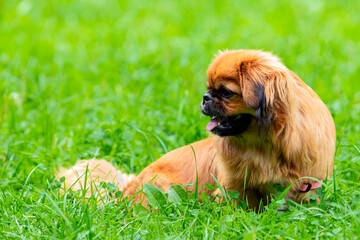 A young funny Pekingese on a green field. Close-up