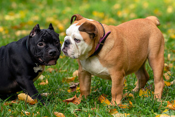 English bulldog and american bully playing in the meadow