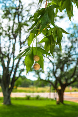 American Sycamore Tree Seeds and Leaves Branch Blurred background american sycamore tree seeds and leaves branch blurred background, tree, nature, green, leaves, plant, spring, branch, sky, natural, p