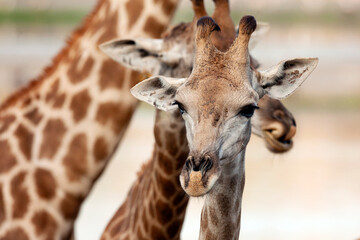 Rothschild giraffe, Giraffa camelopardalis rothschildi, against blue sky background. This subspecies of Northern giraffe is endangered in the wild.