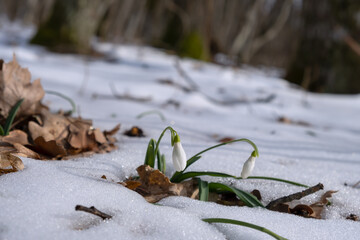 Snowdrops Galanthus nivalis close-up in the winter forest. Beautiful first spring flowers make their way through the snow. Blurry background, shallow depth of field. Macro, selective focus, copy space