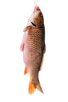 Raw fish carp on white background