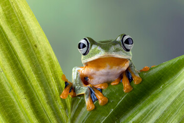 Tree frog on leaf with isolated background, Gliding frog (Rhacophorus reinwardtii) sitting on leaves