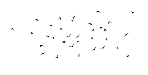 A flock of flying birds. Free birds. Vector illustration